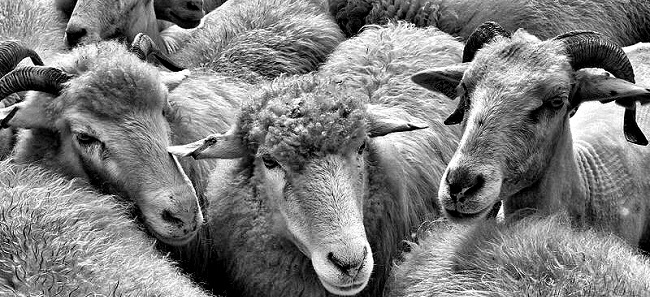 Être moutonnier en bourse peut se révéler payant !